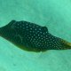 17- Canthigaster mouchete 